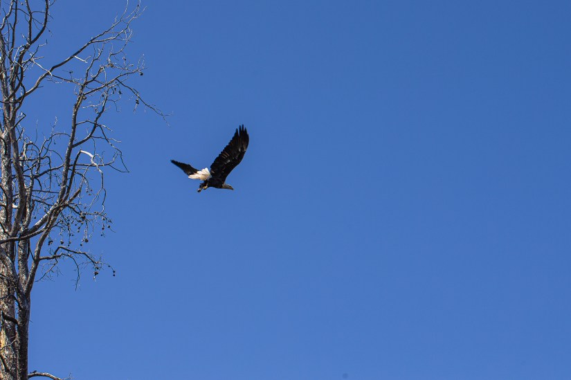 2A987438-7305-4946-9ED3-DA87AB93BFEB